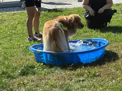Golden retriever in mini pool at Waggin' in the Woods event