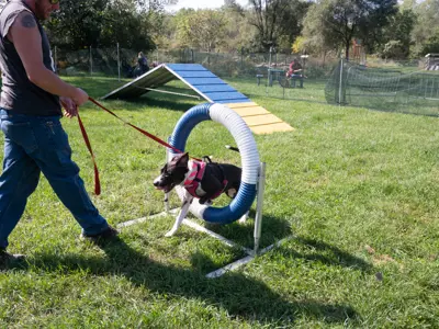 Dog playing in agility course at Waggin in the Woods event