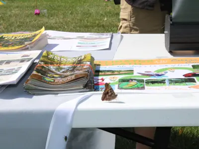 Brown butterfly on vendor table at Pollinator Promenade event