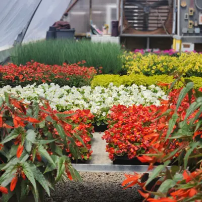 Green House Flower Beds