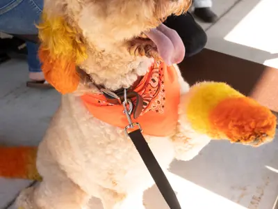 Poodle with doggie dye at Waggin' in the Woods event
