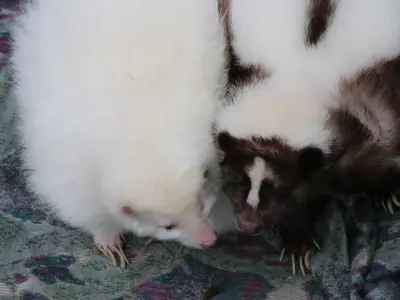 Skunks at Earth Day event